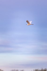 BombayHook2018-19 (48432038502)