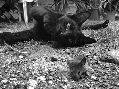 Cat rat animals photo