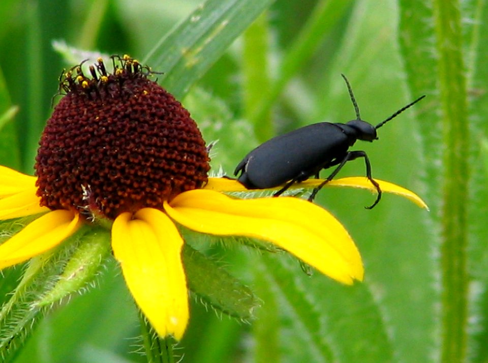 Blister beetle (709981225)