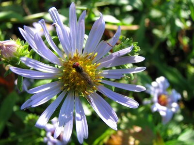 Blue aster macro nature photo