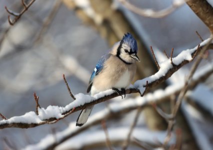 Blue jay, December 2020 -- Warren Bielenberg (50770274583)