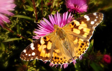 Insect plant animals