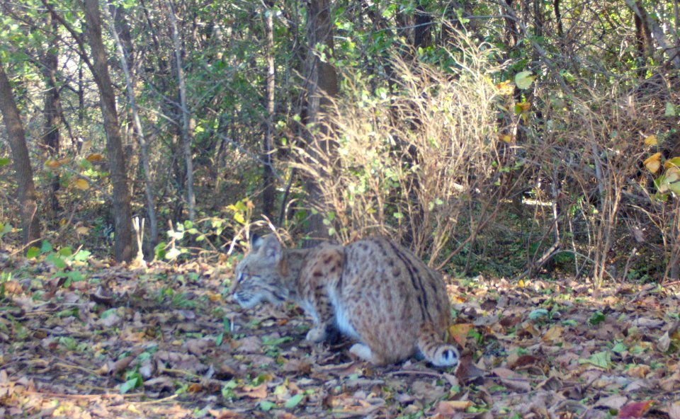 Bobcat Camoflauge (51707298669)