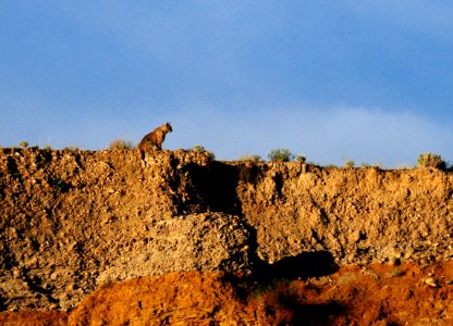 Bobcat (48716942537)