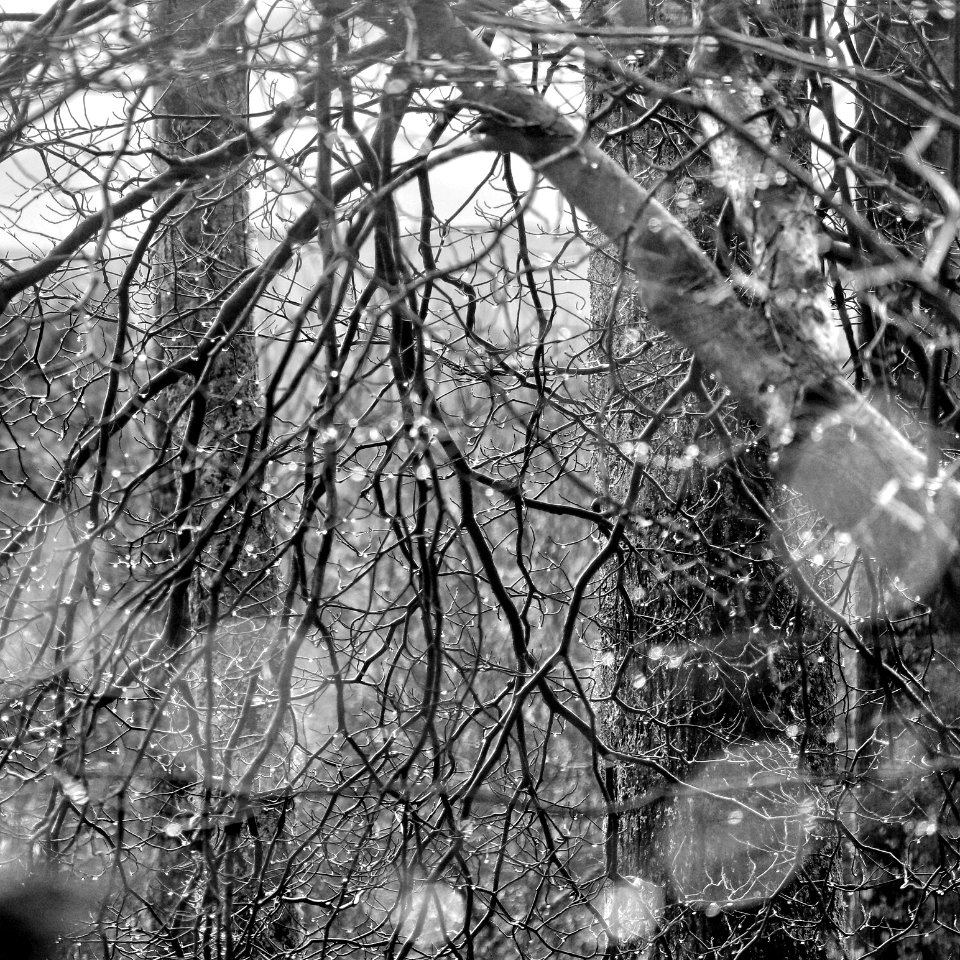 Bokeh Drops - Flickr - GR167