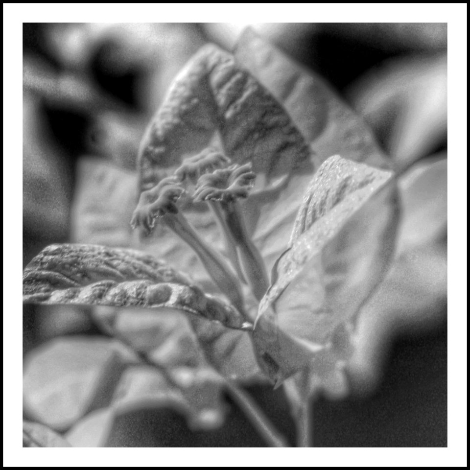 Bougainvillea IR (46624561514)