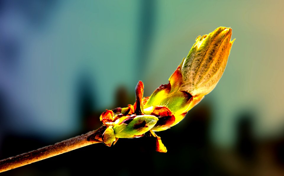 Bourgeon de printemps (41316551822)