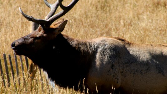 Bull Elk (29976463352)