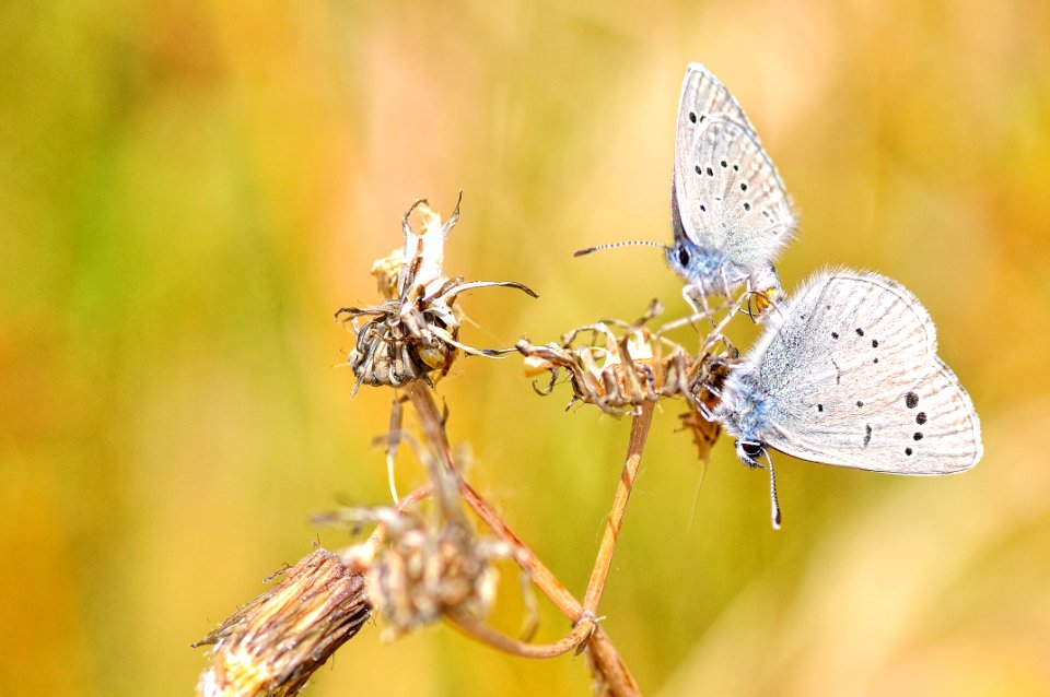 Butterfly (42300689152)