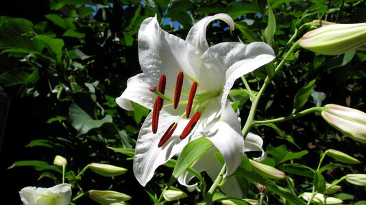 White bloom garden