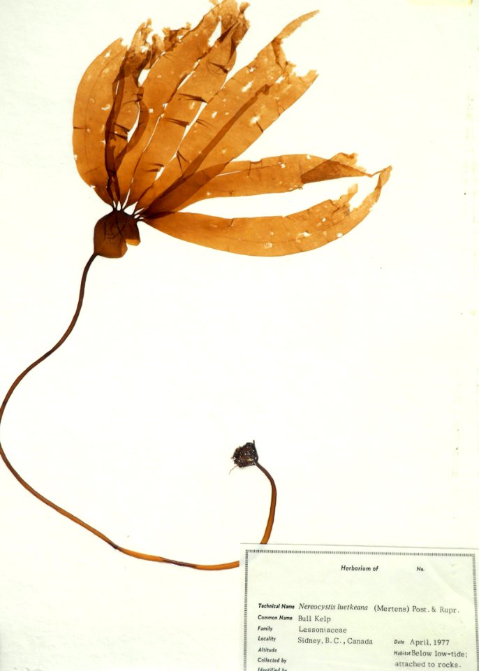 Bull Kelp (50669325091)
