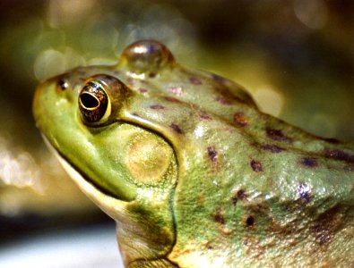 Bullfrog Nick Myatt 02 (4458466484)