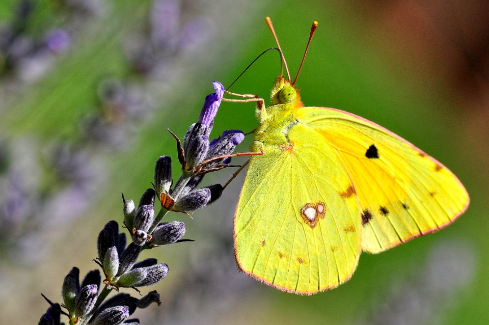 Butterfly - Colias Croceus (42839328385)