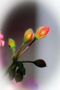 Buds (29941983127)