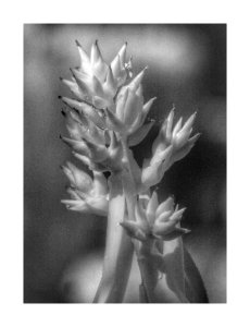 Bromeliad (49764510308)