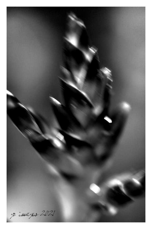 Bromeliad (51065468636)
