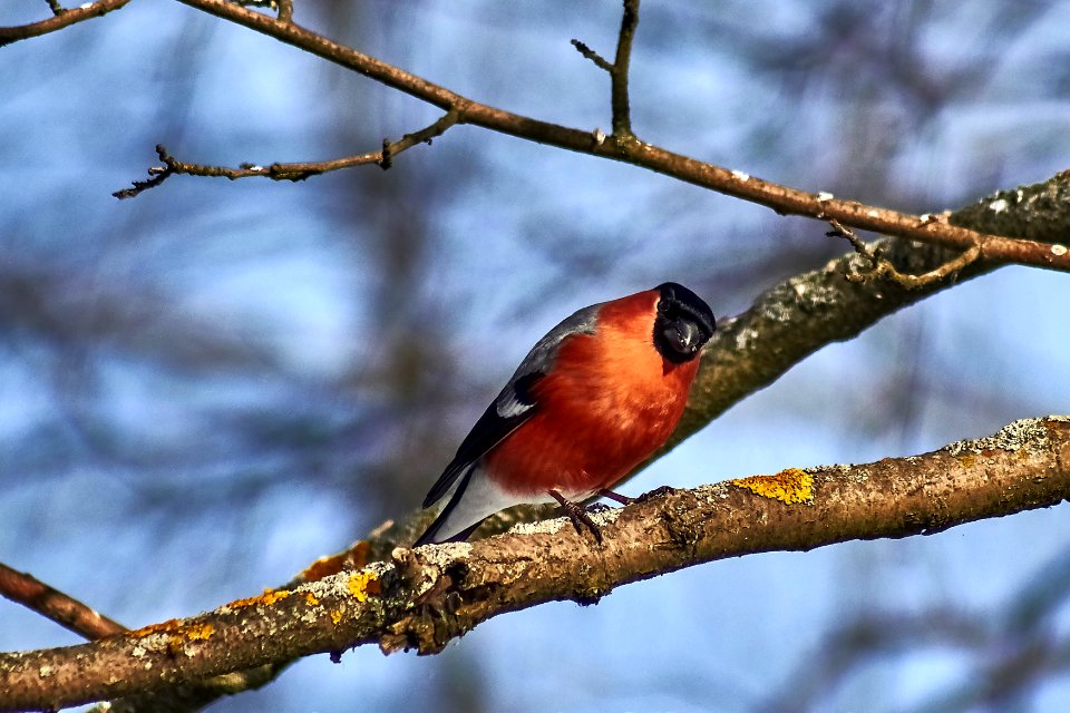 Bullfinch (38656460540)