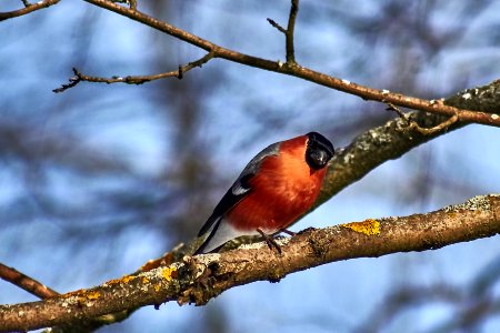 Bullfinch (38656460540) photo