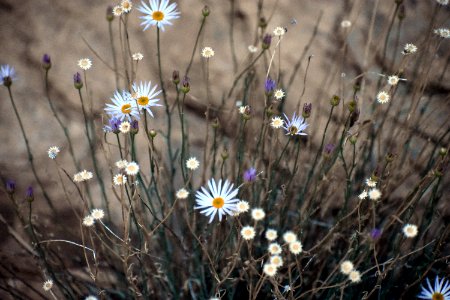 Bundle of Flowers (34835997864)
