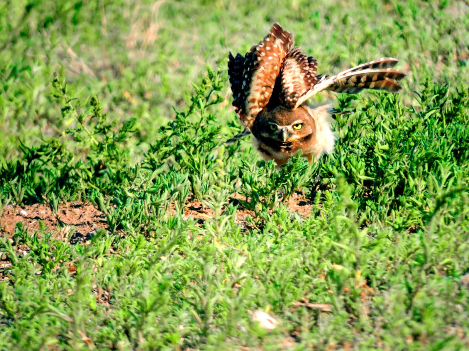 Burrowing Owl (37732043526)