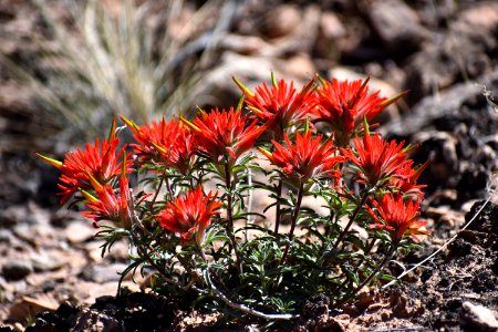 Burst of Indian Paintbrush (35637788726)