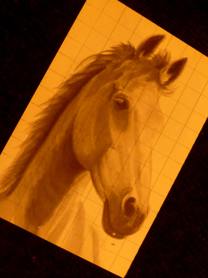 Caballo (15153530796)