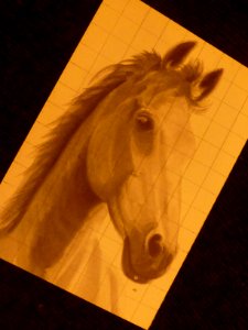 Caballo (15153530796)