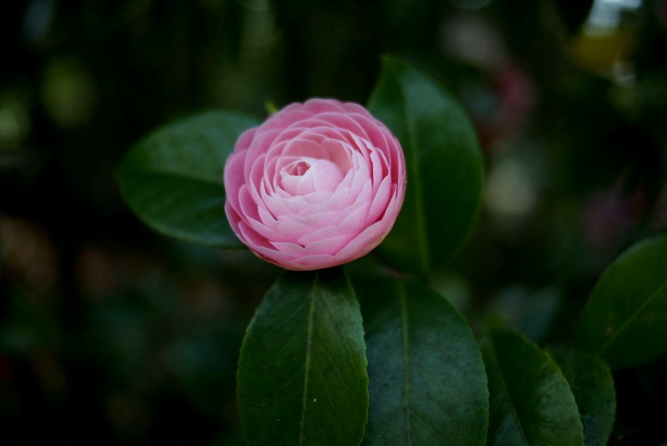 Camelia japonica (49502362798)