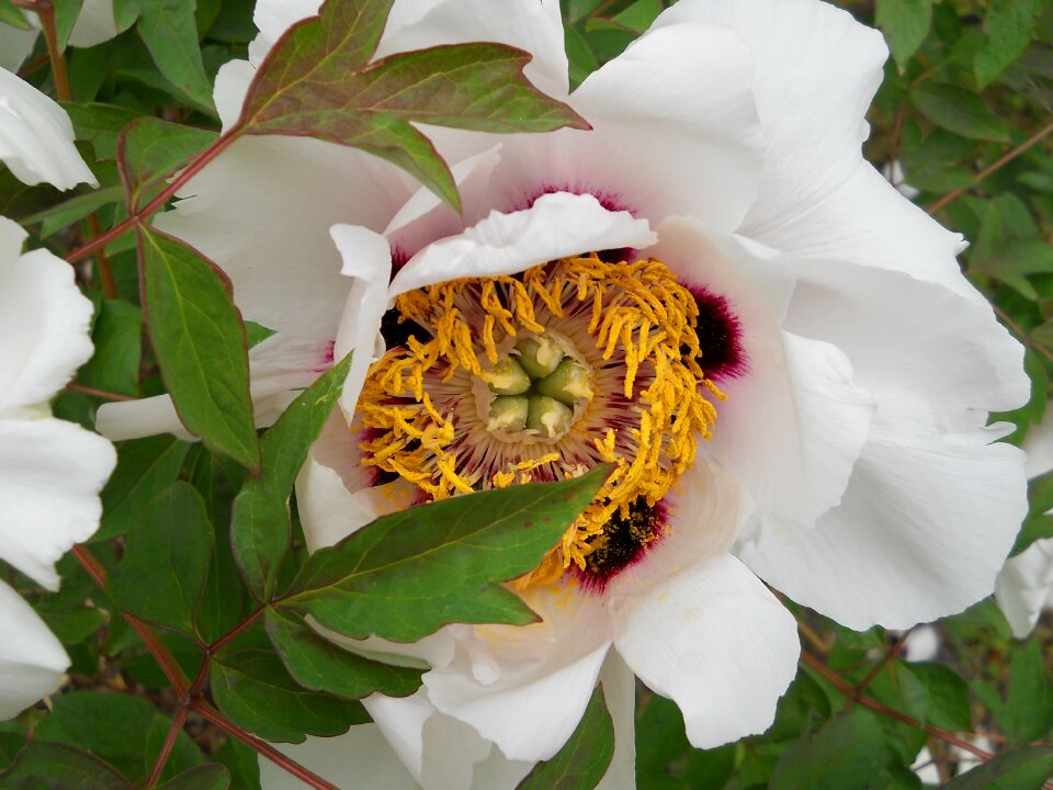 Closeup white summer