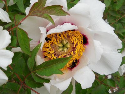 Closeup white summer