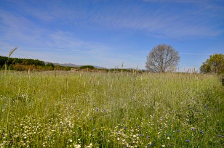 Campo (16902397574)