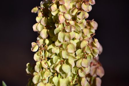 Canaigre bloom (34868155743)