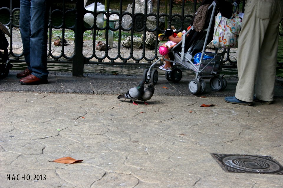 Campo de San Francisco (9452295402)