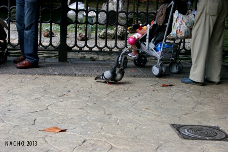 Campo de San Francisco (9452295402)