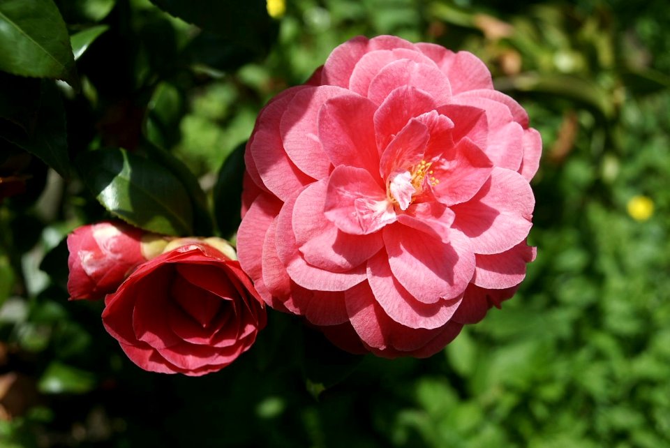 Camelia Japonica. (49773463152)