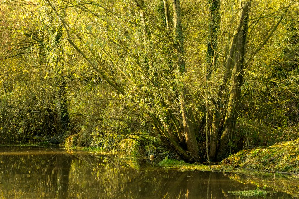 Canal, Croughton Stoak area, Cheshire, UK, 2020. (50596356763)