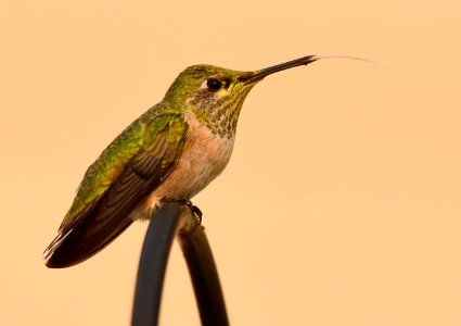 Calliope Hummingbird at Seedsakdee National Wildlife Refuge (51540475560)