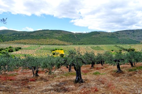 Campos de Olivos (41364966564)