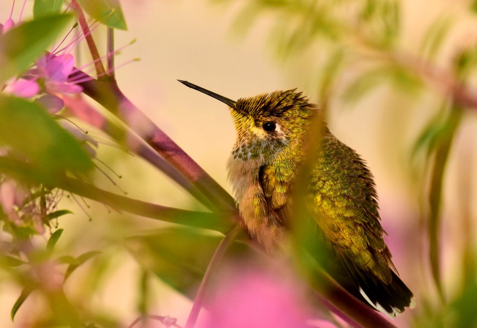 Calliope Hummingbird at Seedsakdee National Wildlife Refuge (51538757137)