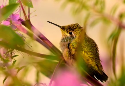 Calliope Hummingbird at Seedsakdee National Wildlife Refuge (51538757137)