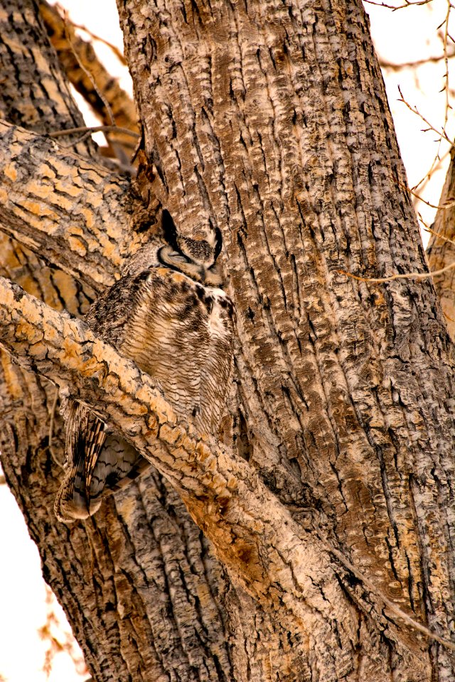 Camouflaged Great Horned Owl (46615964685)