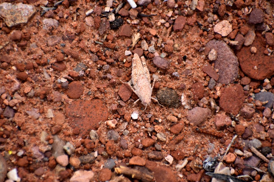 Camoflauge Grasshopper (35678023365)