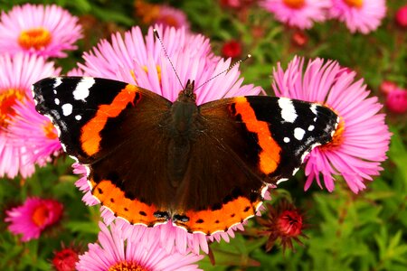 Insect garden animals
