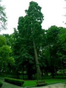 Campo de San Francisco (9177384990)