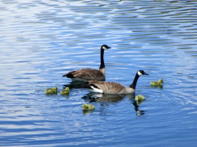 Canada Geese and Goslings (51249472593) photo