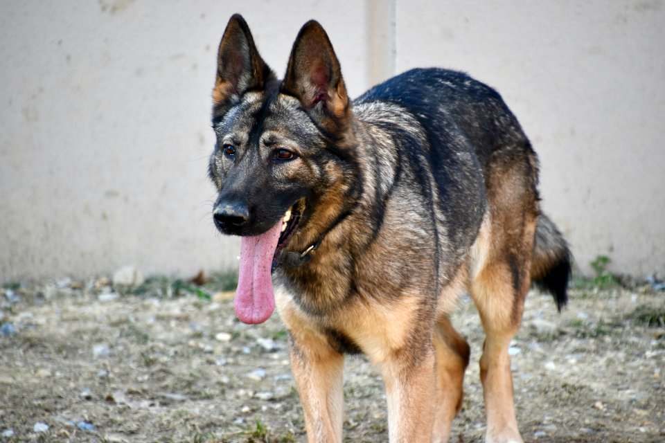 Canine Training and Operations Center (51162908552)