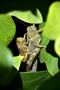 Wild life animalia sex