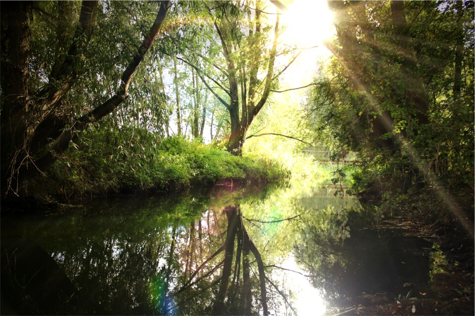 Trees nature sun rays