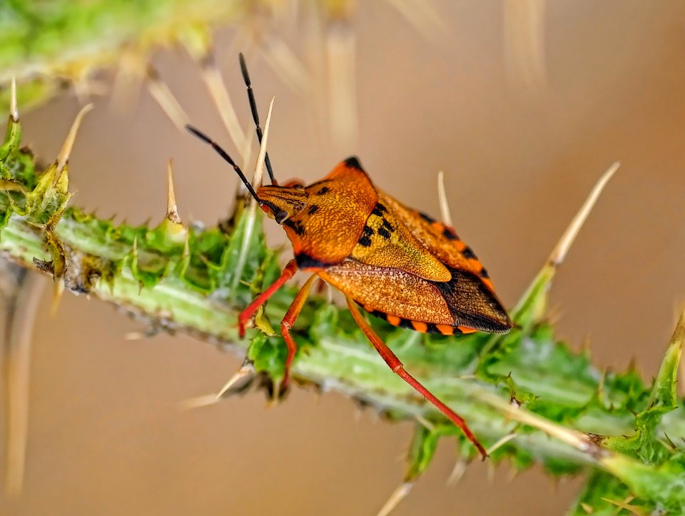 Carpocoris fuscispinus - Chinche de escudo (18247615554)