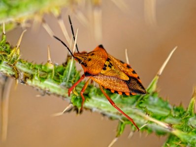 Carpocoris fuscispinus - Chinche de escudo (18247615554)